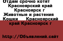 Отдам срочно котят!!!! - Красноярский край, Красноярск г. Животные и растения » Кошки   . Красноярский край,Красноярск г.